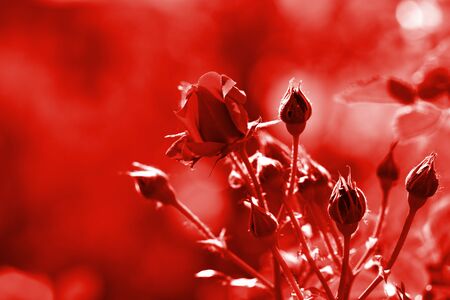 Beautiful rose flower in summer garden on a sunny day. Red color tonedの写真素材