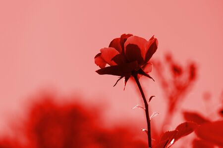 Beautiful rose flower in summer garden on a sunny day. Red color tonedの写真素材