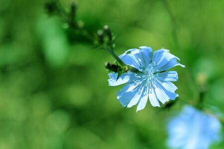 Delicate chicory flower on a summer lawn close-up. Green color tonedの写真素材