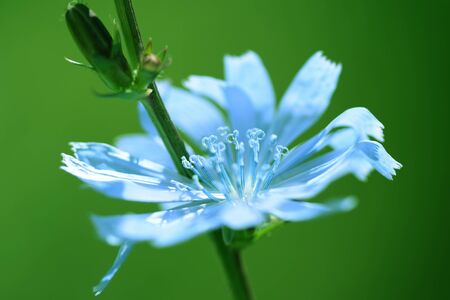 Delicate chicory flower on a summer lawn close-up. Green color tonedの写真素材