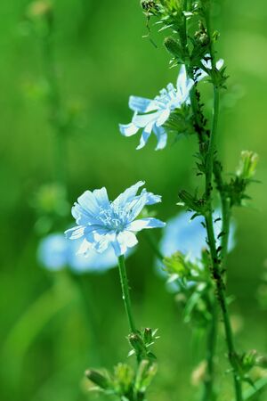 Beautiful chicory flowers on a summer lawn. Green color tonedの写真素材
