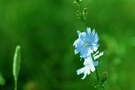 Beautiful chicory flowers on a summer lawn. Green color tonedの写真素材