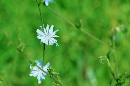 Beautiful chicory flowers on a summer lawn. Green color tonedの写真素材