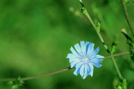 Delicate chicory flower on a summer lawn close-up. Green color tonedの写真素材