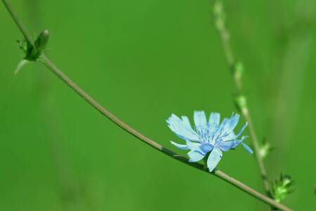 Delicate chicory flower on a summer lawn close-up. Green color tonedの写真素材