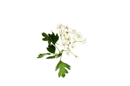 Branch of hawthorn (Crataegus monogyna) with flowers isolated on white background close upの写真素材