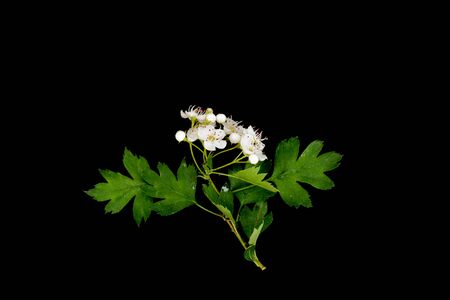 Hawthorn branch (CrataÃ©gus monÃ³gyna) with white flowers isolated on a black background close upの写真素材