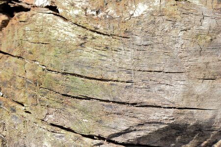 The surface of an old stump closeup lit by the sun. Natural backgroundの写真素材