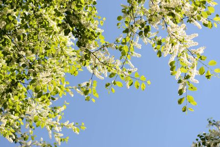 Blooming bird cherry tree on a sunny spring day. Natural backgroundの写真素材