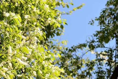 Blooming bird cherry tree on a sunny spring day. Natural backgroundの写真素材
