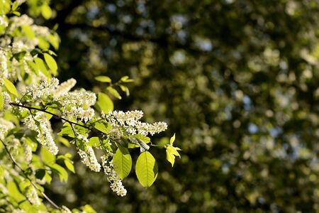 Blooming bird cherry tree on a sunny spring day. Natural backgroundの写真素材
