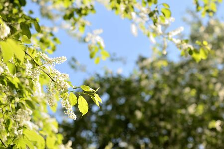 Blooming bird cherry tree on a sunny spring day. Natural backgroundの写真素材