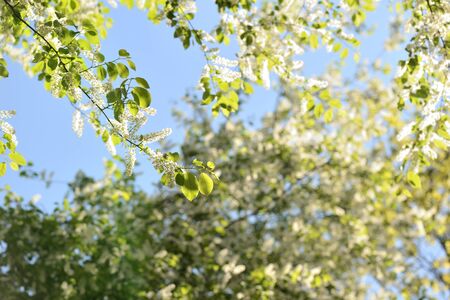Blooming bird cherry tree on a sunny spring day. Natural backgroundの写真素材