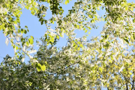 Blooming bird cherry tree on a sunny spring day. Natural backgroundの写真素材