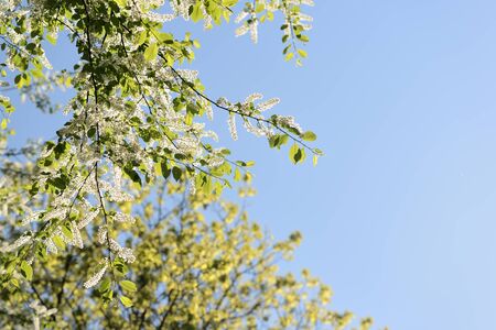 Blooming bird cherry tree on a sunny spring day. Natural backgroundの写真素材