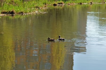 Ducks swim in the pond on a sunny spring dayの写真素材