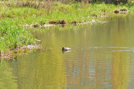 Ducks swim in the pond on a sunny spring dayの写真素材
