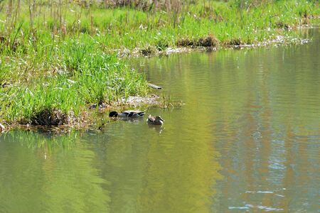 Ducks swim in the pond on a sunny spring dayの写真素材