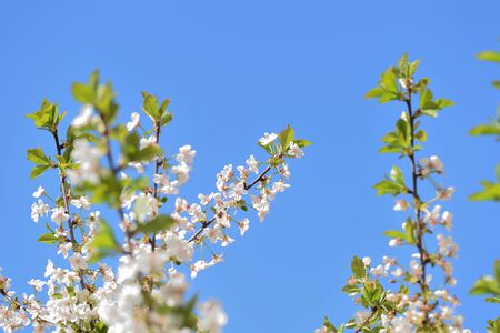 Beautiful blooming cherry tree on a sunny spring day close-up. Natural backgroundの写真素材