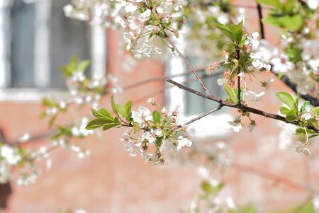 Beautiful blooming cherry tree on a sunny spring day close-up. Natural backgroundの写真素材