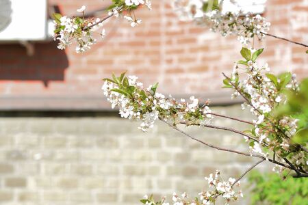 Beautiful blooming cherry tree on a sunny spring day close-up. Natural backgroundの写真素材