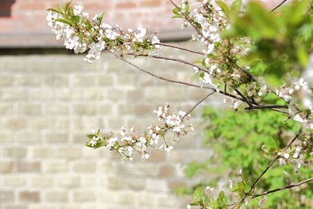 Beautiful blooming cherry tree on a sunny spring day close-up. Natural backgroundの写真素材