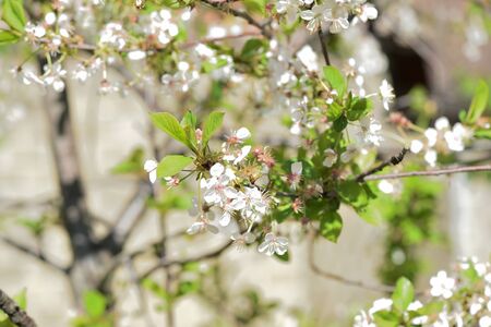 Beautiful blooming cherry tree on a sunny spring day close-up. Natural backgroundの写真素材
