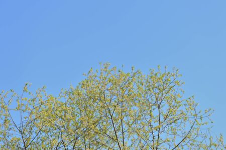 Crowns of trees covered with fresh young foliage against a blue sky on a sunny spring day. Natural backgroundの写真素材
