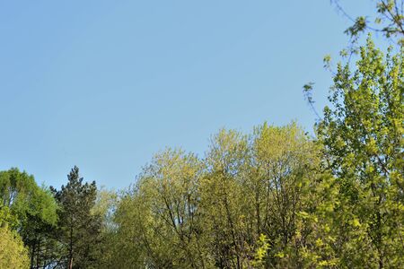 Crowns of trees covered with fresh young foliage against a blue sky on a sunny spring day. Natural backgroundの写真素材