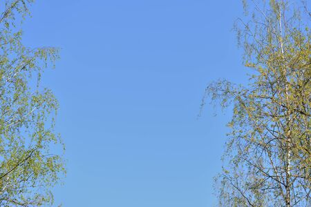 Crowns of trees covered with fresh young foliage against a blue sky on a sunny spring day. Natural backgroundの写真素材