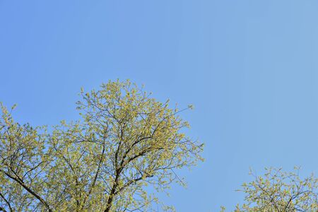 Crowns of trees covered with fresh young foliage against a blue sky on a sunny spring day. Natural backgroundの写真素材