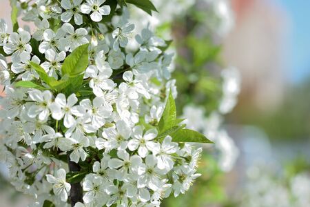 Flowers on plum tree branches close-up on a sunny spring day. Natural backgroundの写真素材