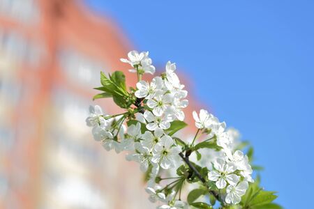 Flowers on plum tree branches close-up on a sunny spring day. Natural backgroundの写真素材