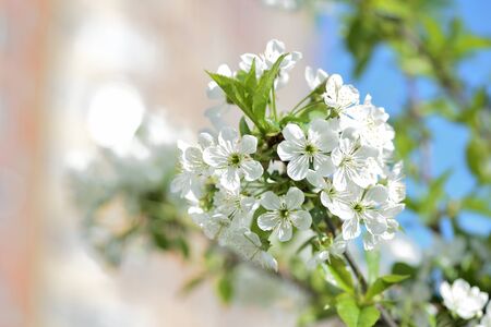 Flowers on plum tree branches close-up on a sunny spring day. Natural backgroundの写真素材