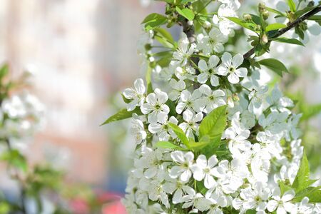 Flowers on plum tree branches close-up on a sunny spring day. Natural backgroundの写真素材