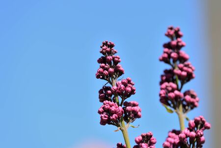 Buds of lilac flowers close-up lit by the bright sun on a spring day. Natural backgroundの写真素材