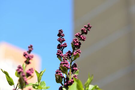 Buds of lilac flowers close-up lit by the bright sun on a spring day. Natural backgroundの写真素材