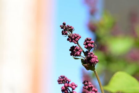 Buds of lilac flowers close-up lit by the bright sun on a spring day. Natural backgroundの写真素材