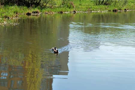 Ducks swim in the city pond on a sunny dayの写真素材