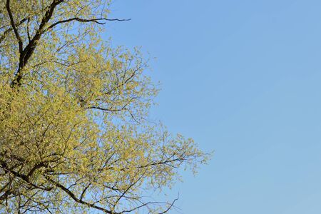 Crowns of trees against a blue spring sky covered with fresh foliage. Natural background. The concept of freshness, youth, growth and springの写真素材