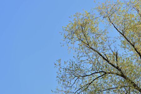 Crowns of trees against a blue spring sky covered with fresh foliage. Natural background. The concept of freshness, youth, growth and springの写真素材
