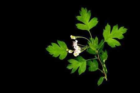 Flowering hawthorn branch (CrataÃ©gus monÃ³gyna) isolated on a black background close upの写真素材