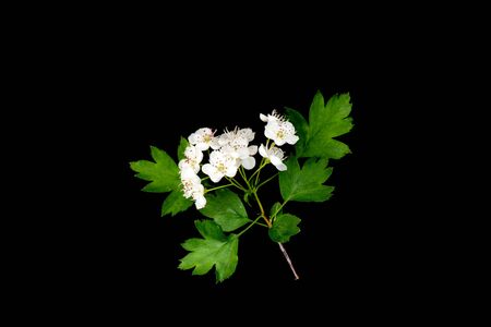 Flowering hawthorn branch (CrataÃ©gus monÃ³gyna) isolated on a black background close upの写真素材