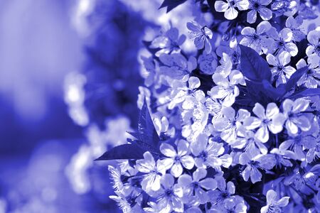 Blossoming plum tree in spring lit by the sun. Natural background blue color tonedの写真素材