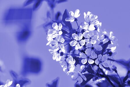 Blossoming plum tree in spring lit by the sun. Natural background blue color tonedの写真素材