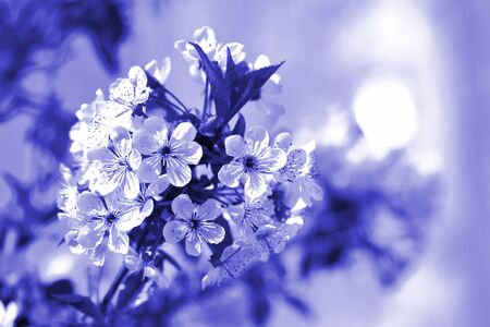 Blossoming plum tree in spring lit by the sun. Natural background blue color tonedの写真素材