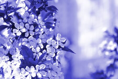 Blossoming plum tree in spring lit by the sun. Natural background blue color tonedの写真素材