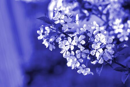 Blossoming plum tree in spring lit by the sun. Natural background blue color tonedの写真素材