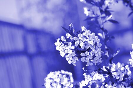 Blossoming plum tree in spring lit by the sun. Natural background blue color tonedの写真素材