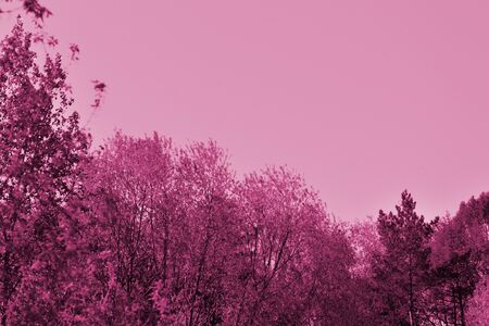 Crowns of trees against the sky on a spring day. Natural background pink color toned with copy spaceの写真素材
